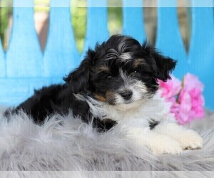Australian Shepherd-Poodle (Toy) Mix Puppy for sale in FREDERICKSBG, OH, USA
