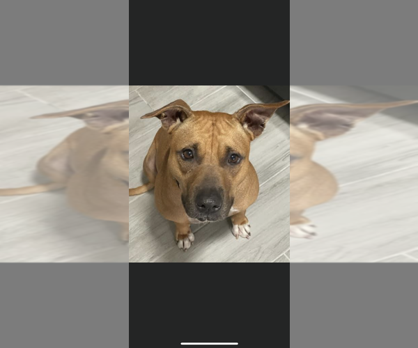 Medium Photo #1 Black Mouth Cur-Unknown Mix Puppy For Sale in St. Augustine, FL, USA