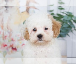 Poochon Puppy for sale in BEL AIR, MD, USA