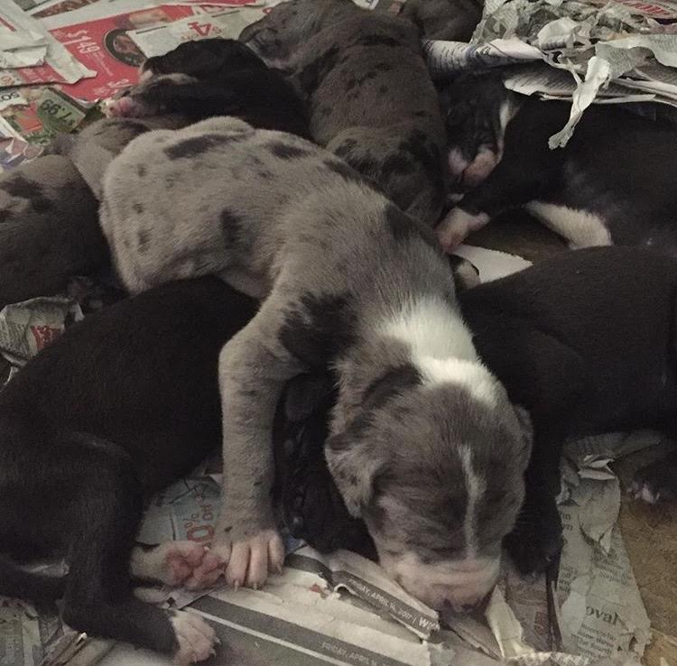 Medium Photo #1 Great Dane Puppy For Sale in BALTIMORE, MD, USA