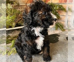 Bernedoodle Puppy for sale in CONESTOGA, PA, USA