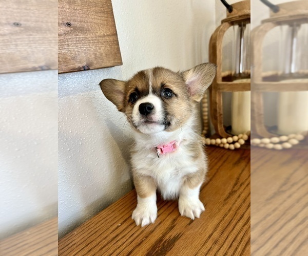 Medium Photo #7 Pembroke Welsh Corgi Puppy For Sale in ROCK VALLEY, IA, USA