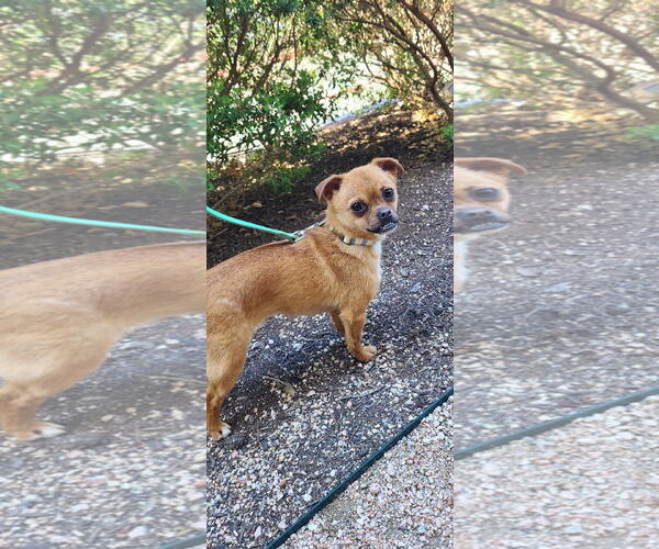Medium Photo #1 Affenpinscher-Pug Mix Puppy For Sale in Pipe Creek, TX, USA