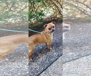 Affenpinscher-Pug Mix Dogs for adoption in Pipe Creek, TX, USA