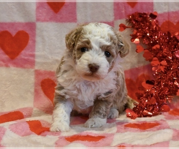 Medium Photo #1 Havapoo Puppy For Sale in GUTHRIE, KY, USA