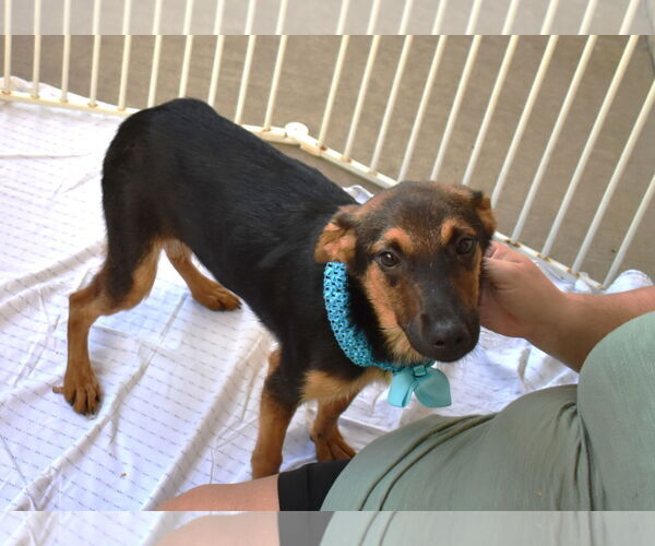 Medium Photo #3 Mutt Puppy For Sale in McKinney, TX, USA