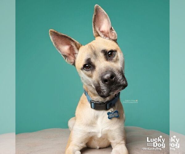 Medium Photo #15 Mutt Puppy For Sale in Washington, DC, USA