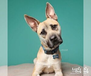 Colton - Male Mutt Dog for Adoption - Photo #15