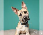 Small Photo #15 Mutt Puppy For Sale in Washington, DC, USA