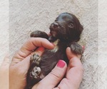 Small Photo #5 Aussie-Poo Puppy For Sale in ODIN, IL, USA