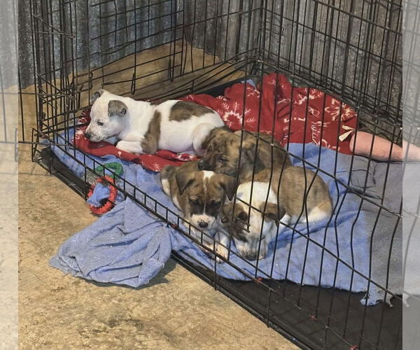 Medium Photo #13 Mountain Cur-Unknown Mix Puppy For Sale in Oakhurst, NJ, USA