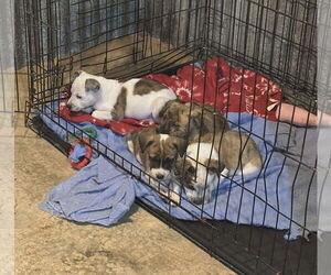 Wrangler - Male Mountain Cur-Unknown Mix Dog for Adoption - Photo #13