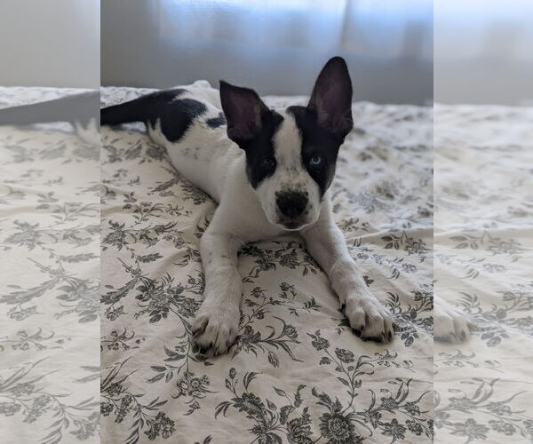 Medium Photo #11 Siberian Husky-Unknown Mix Puppy For Sale in Cedar Crest, NM, USA