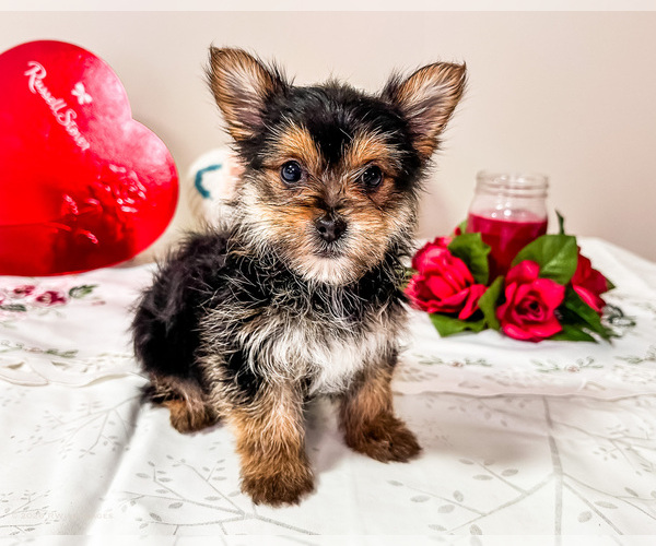 Medium Photo #1 Yoranian Puppy For Sale in WAKARUSA, IN, USA