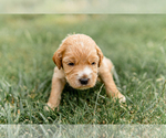 Small Photo #17 Goldendoodle Puppy For Sale in FREDERICA, DE, USA