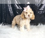 Small Photo #25 Cocker Spaniel Puppy For Sale in WARSAW, IN, USA