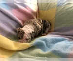 Small Photo #4 Olde English Bulldogge Puppy For Sale in ONEIDA, IL, USA