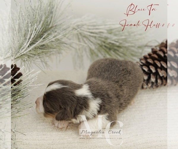 Medium Photo #17 Pembroke Welsh Corgi Puppy For Sale in FLORALA, AL, USA