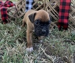 Puppy Puppy 6 Boxer