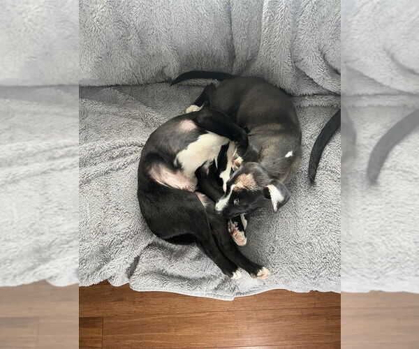 Medium Photo #2 American Pit Bull Terrier-Labrador Retriever Mix Puppy For Sale in Raleigh, NC, USA