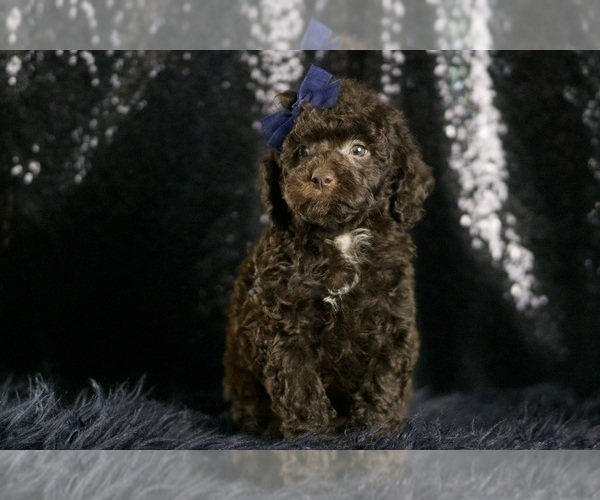 Medium Photo #4 Goldendoodle (Miniature) Puppy For Sale in WARSAW, IN, USA