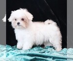 Small #3 Maltese