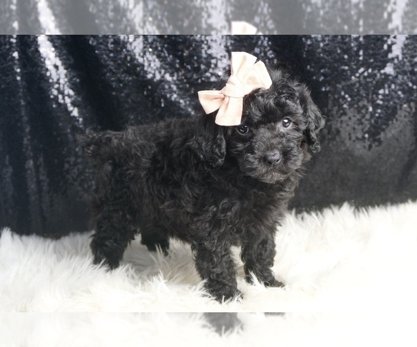 Medium Photo #64 Poodle (Miniature) Puppy For Sale in WARSAW, IN, USA
