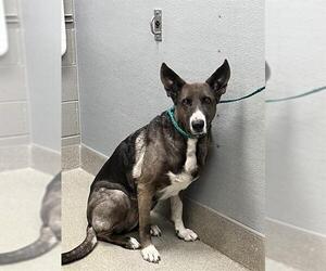 German Shepherd Dog-Unknown Mix Dogs for adoption in Las Vegas, NV, USA