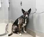 Small German Shepherd Dog Mix