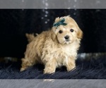 Small Photo #56 Maltipoo Puppy For Sale in WARSAW, IN, USA