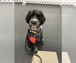 Small Photo #1 Portuguese Water Dog Puppy For Sale in DES MOINES, IA, USA