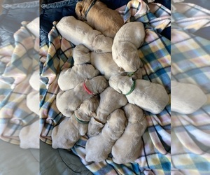 Golden Retriever Puppy for sale in FREDONIA, KS, USA