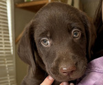 Small Photo #3 Labrador Retriever Puppy For Sale in MARYVILLE, TN, USA