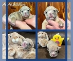 Puppy Aladdin Bulldog