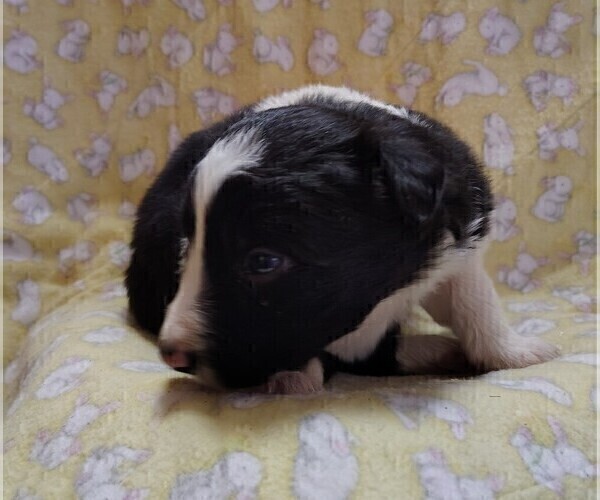 Medium Photo #23 Border Collie Puppy For Sale in NORBORNE, MO, USA
