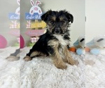 Small #2 YorkiePoo