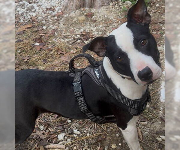 Medium Photo #4 Mutt Puppy For Sale in Lake Wylie, SC, USA