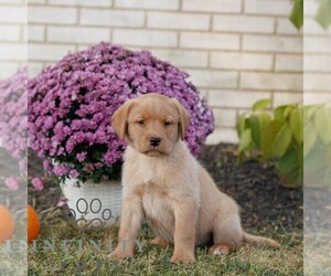 Labrador Retriever Puppy for sale in MORGANTOWN, PA, USA