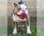 Small #2 Bulldog