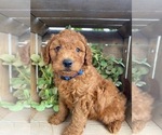 Puppy 7 Doodle-Poodle (Toy) Mix