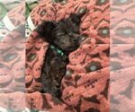 Small #4 Maltipoo (Toy)