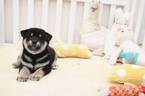 Small Photo #1 Shiba Inu Puppy For Sale in SAN JOSE, CA, USA