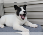 Small Photo #2 Akita Puppy For Sale in FRESNO, OH, USA