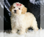 Small #1 Maltipoo
