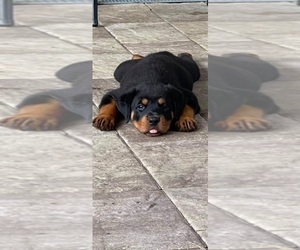 Rottweiler Puppy for Sale in PALM COAST, Florida USA