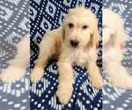 Small Photo #13 Labradoodle Puppy For Sale in AIKEN, SC, USA