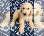 Small #12 Labradoodle