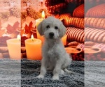 Small Photo #3 Goldendoodle Puppy For Sale in BARK RIVER, MI, USA