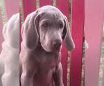 Small Photo #1 Weimaraner Puppy For Sale in SHELBYVILLE, IN, USA