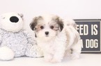 Small Photo #1 Zuchon Puppy For Sale in NAPLES, FL, USA